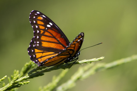 Monarch Butterfly - Danaus plexippusの写真素材