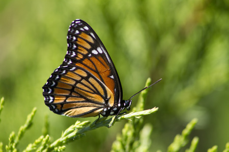 Monarch Butterfly - Danaus plexippusの写真素材