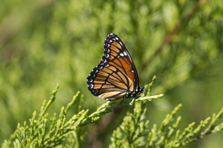 Monarch Butterfly - Danaus plexippusの写真素材