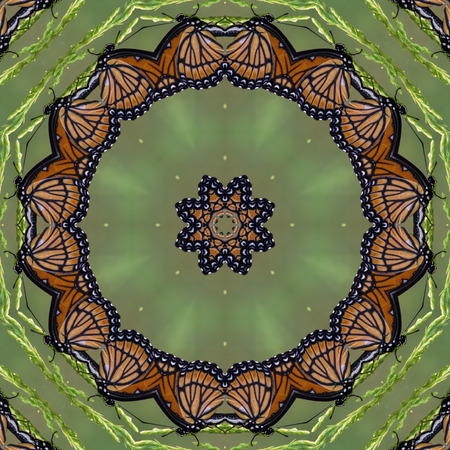 Monarch Butterfly Kaleidoscopeの写真素材