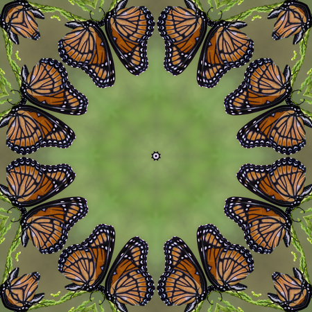 Monarch Butterfly Kaleidoscopeの写真素材