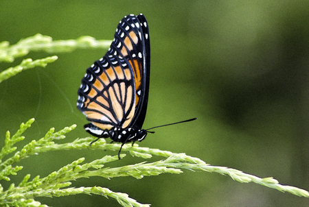 Monarch Butterfly - Danaus plexippusの写真素材