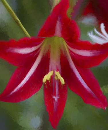 Red and White Amaryllis Blossom Digitally Paintedの写真素材