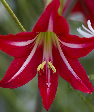 Red and White Amaryllis Blossomの写真素材
