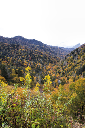 Great Smoky Mountains in Fall Colors Landscapeの写真素材