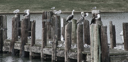 Sea Birds on Dock Pylonsの写真素材