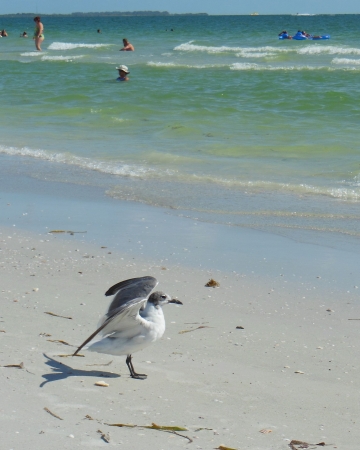 Seagull with Wings up on Beachの写真素材