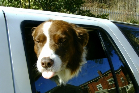 Dog in Car Sticking out Tongueの写真素材