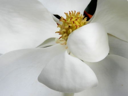 Closeup of magnolia blossomの写真素材