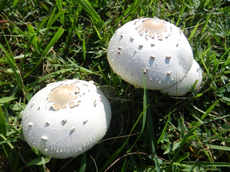 Three mushrooms in the grassの写真素材