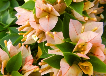 Bougainvillea White Flowerの写真素材
