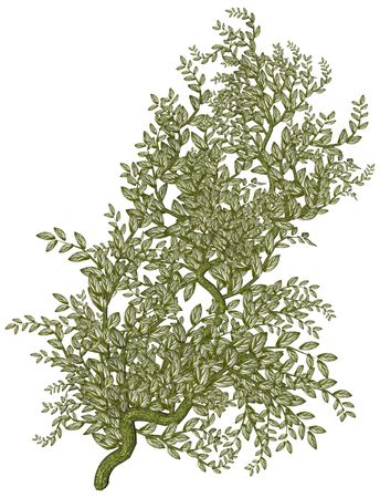 Brown and green vine on a white backgroundの写真素材