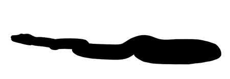 Black snake art illustration silhouette on a white backgroundの写真素材