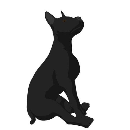 Black puppy dog on a white backgroundの写真素材