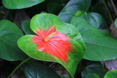 A red and green anthurium flower