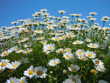 daisiesの写真素材