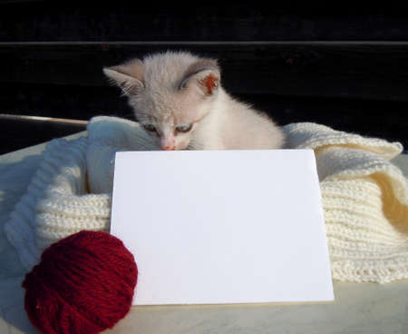 Little kitten and blank cardの写真素材