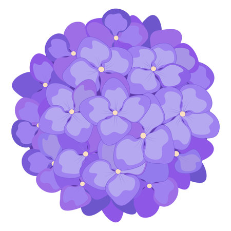Hydrangea flowers. Vector stock illustration eps10. Transparent background, isolated.のイラスト素材