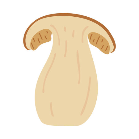 Sliced Porcini forest mushroom. Hand drawn boletus edulis fungus. Porcini fresh edible mushrooms cartoon style decor element. Cep. King bolete on white background. Penny bun Vector illustrationのイラスト素材
