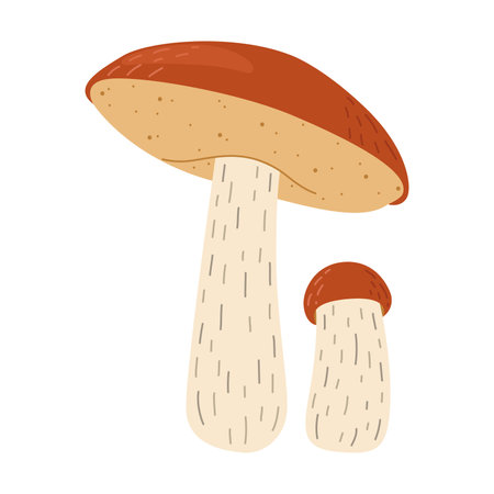 Orange birch bolete mushroom. Leccinum fungi. Edible forest mushrooms. Vegetarian fungi brown cap boletus. Botanical flat vector illustration isolated on white background.のイラスト素材