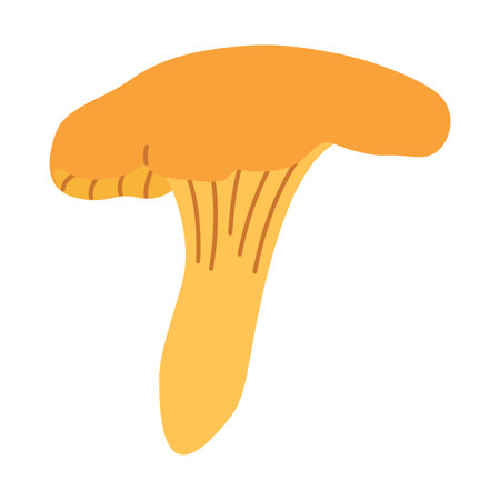 Chanterelle illustration. Edible chanterelle mushrooms. Yellow mushroom. Hand drawn trendy flat style. Doodle of autumn forest harvest. Vector illustrationのイラスト素材
