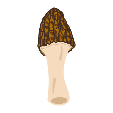 Morel mushrooms. Hand drawn trendy flat style, family of edible mushrooms, spongy morel, healthy organic food, vegetarian food, fresh mushrooms isolated on white background. Vector illustrationのイラスト素材