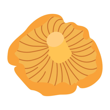 Chanterelle illustration. Edible chanterelle mushrooms. Yellow mushroom. Hand drawn trendy flat style. Doodle of autumn forest harvest. Vector illustrationのイラスト素材