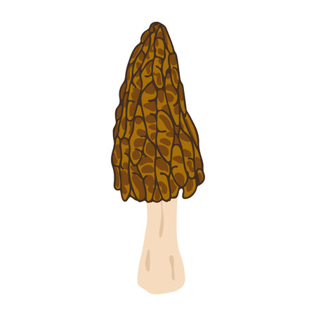 Morel mushrooms. Hand drawn trendy flat style, family of edible mushrooms, spongy morel, healthy organic food, vegetarian food, fresh mushrooms isolated on white background. Vector illustrationのイラスト素材