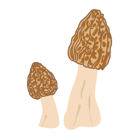 Morel mushrooms. Hand drawn trendy flat style, family of edible mushrooms, spongy morel, healthy organic food, vegetarian food, fresh mushrooms isolated on white background. Vector illustrationのイラスト素材