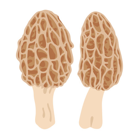 Morel mushrooms. Hand drawn trendy flat style, family of edible mushrooms, spongy morel, healthy organic food, vegetarian food, fresh mushrooms isolated on white background. Vector illustrationのイラスト素材