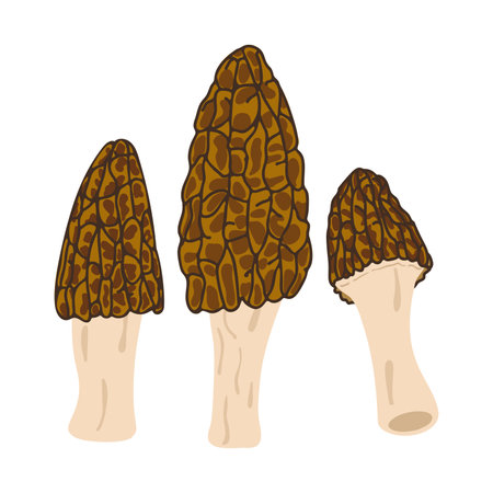 Morel mushrooms. Hand drawn trendy flat style, family of edible mushrooms, spongy morel, healthy organic food, vegetarian food, fresh mushrooms isolated on white background. Vector illustrationのイラスト素材