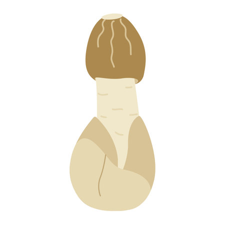 Small bamboo mushroom. Hand drawn veiled lady mushroom trendy flat style isolated. Phallus indusiatus edible delicious mushroom, asian cuisine, delicacy, vegetarian food. Vector clip art illustration.のイラスト素材