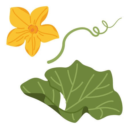 Pumpkin leaf, flower and vines plant. Hand drawn trendy flat style isolated on transparent background. Autumn Harvest, Thanksgiving concept. Vector illustrationのイラスト素材