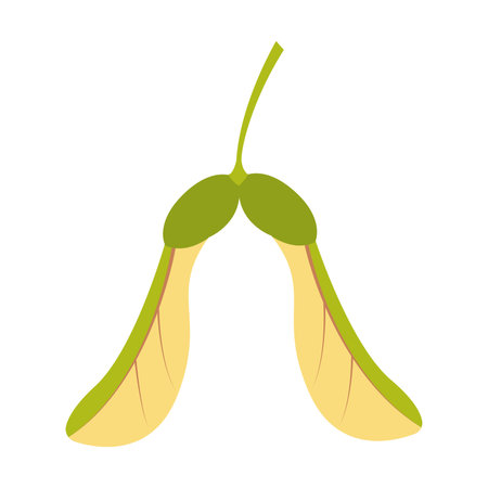 Maple seed. Hand drawn trendy flat style isolated on white background. Vector illustration.のイラスト素材
