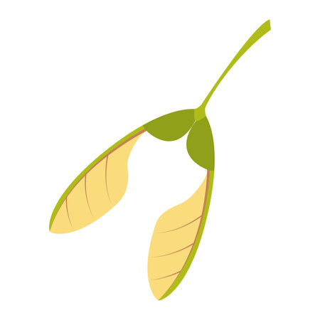 Maple seed. Hand drawn trendy flat style isolated on white background. Vector illustration.のイラスト素材