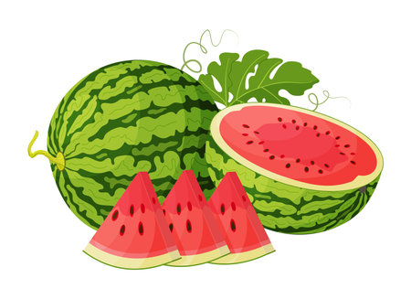 Red watermelon whole, half, cut into wedges and green leaves. Botanical fruit Hand drawn trendy flat style isolated icon on a transparent background for card design, print, banner, packaging, labelのイラスト素材