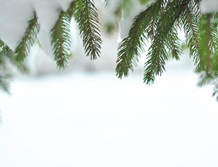 Branches of snow green fir tree above on the white background with copy space. Snow lies on the branches of a fir tree. Christmas winter minimal concept. Winter weekend holidays. Top view の写真素材