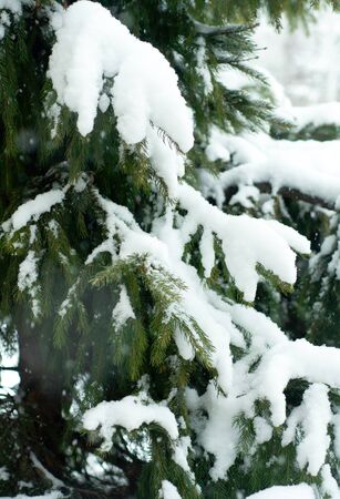 Branches of snow green fir tree. Snow lies on the branches of a fir tree. Snow green fir tree. Christmas winter minimal concept. Weather is cold and snowing. Winter weekend holidays. Top view の写真素材