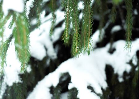 Branches of snow green fir tree. Snow lies on the branches of a fir tree. Christmas winter minimal concept. Weather is cold and snowing. Winter weekend holidays. Selective focus. Top view の写真素材