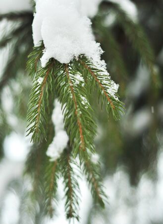 Branch of snow green fir tree. Snow lies on the branches of a fir tree. Christmas winter minimal vertical concept. Weather is cold and snowing. Winter weekend holidays. Top view の写真素材