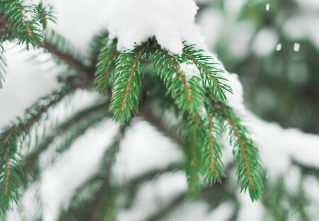 Branches of snow green fir tree. Snow lies on the branches of a fir tree. Christmas winter minimal concept. Weather is cold and snowing. Winter weekend holidays. Top view の写真素材