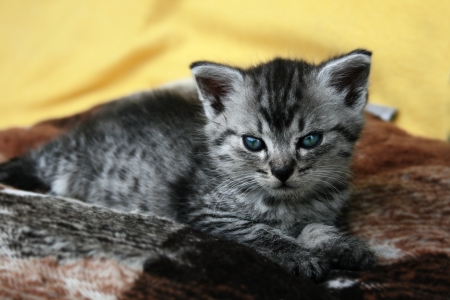 gray cat lying on a blanketの写真素材