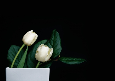 white tulip flowers composition on black backgroundの写真素材