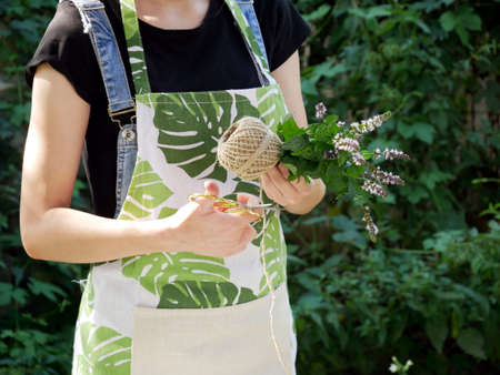 Female hands bind the fresh herbs into bouquets for drying.の写真素材