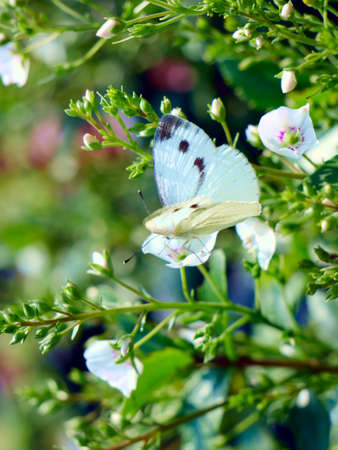 White butterfly. Autumn in garden.の写真素材