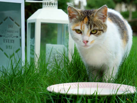 A young cat with a tricolor coat with a bowl of milk. A garden on a spring day.
