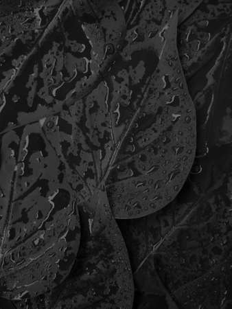 Fresh leaves with rain drops. Abstract background. Organic texture.の写真素材