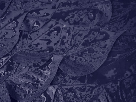 Fresh leaves with rain drops. Abstract background. Organic texture.
