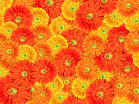 Spring background with yellow and orange gerbera flowers. Full frame. Best for Women's Day, Valentines, Mother's Day.の写真素材