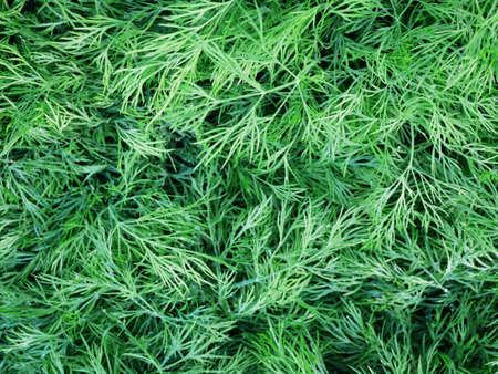 Fresh and aromatic dill at the market on a spring day. Close up. Full frame composition.の写真素材